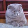 Profilbild von gatoy