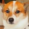 わんこたん🐶ニッポンチャチャチャ 的头像