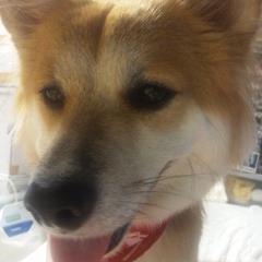 lupins4's profile picture