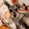 🐾🐕Mildred Lacàn 🐕🐾's profile picture