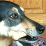 Dug profil fotoğrafı