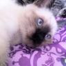 Фото профиля Rena is sooooo sick of corruption!!!!