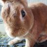 くうたん profil fotoğrafı