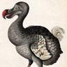 Dodo Donowitz 的头像