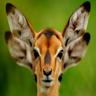 sarcastic deer 的头像