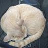 猫型ぷらも's profile picture