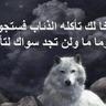 الذئب الرمادي profil fotoğrafı