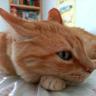 mi gata obesa profil fotoğrafı