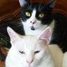 greeneyedcat#1776's profile picture