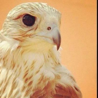 راعي الاوله الهاجري's profile picture