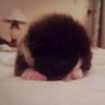 RiyadhCats 🐾 的头像