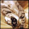 ryomiso's profile picture