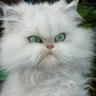 Petr Misan's profile picture