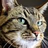 Profilbild von gatto sornione