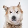 Sinbew profil fotoğrafı