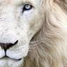 Фото профиля The Snowlion