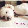 MyLazyDogLuv2Sleep 的头像
