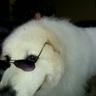 Dusty the Dog's profile picture