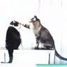 とくちゃん profil fotoğrafı
