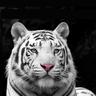 Фото профиля tina koutroumbi