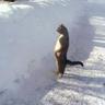 Nach Osten's profile picture