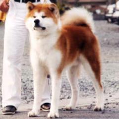 秋田犬・柴犬ブリーダー茨城宿犬舎's profile picture