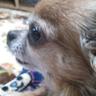 よしりん♪ profil fotoğrafı
