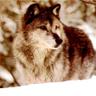 o_Kalos_Lykos 的头像