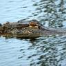 Фото профиля gator