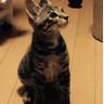 Yoko_chamomile profil fotoğrafı