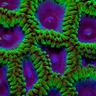 holobiome profil fotoğrafı