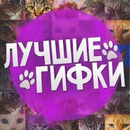 gifsvideo's profile picture