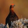 Red Grouse's profile picture