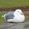 Hungryseagull profil fotoğrafı