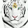 Jorge Alamo Socorro's profile picture