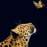 Rana AlKhaled's profile picture