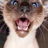 el gato opaco profil fotoğrafı