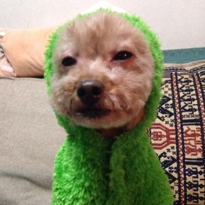 pom_0214's profile picture