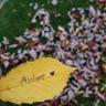 Anhar Alamr's profile picture