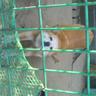 休職中の柴犬's profile picture