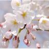 e2123sakura profil fotoğrafı