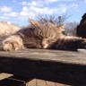 Profilbild von メイト猫
