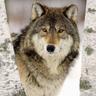 LoboWolfy_FJJB™ 🐺's profile picture