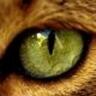 Profilbild von Ailian
