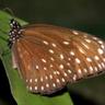 Фото профиля Brooklyn Butterfly