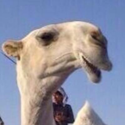 vip خاص نوادرالابل's profile picture