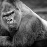 Silverback 的头像