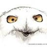 Profilbild von Curious researcher