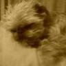 Opelenge's profile picture