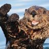 Profilbild von Da Otter Side